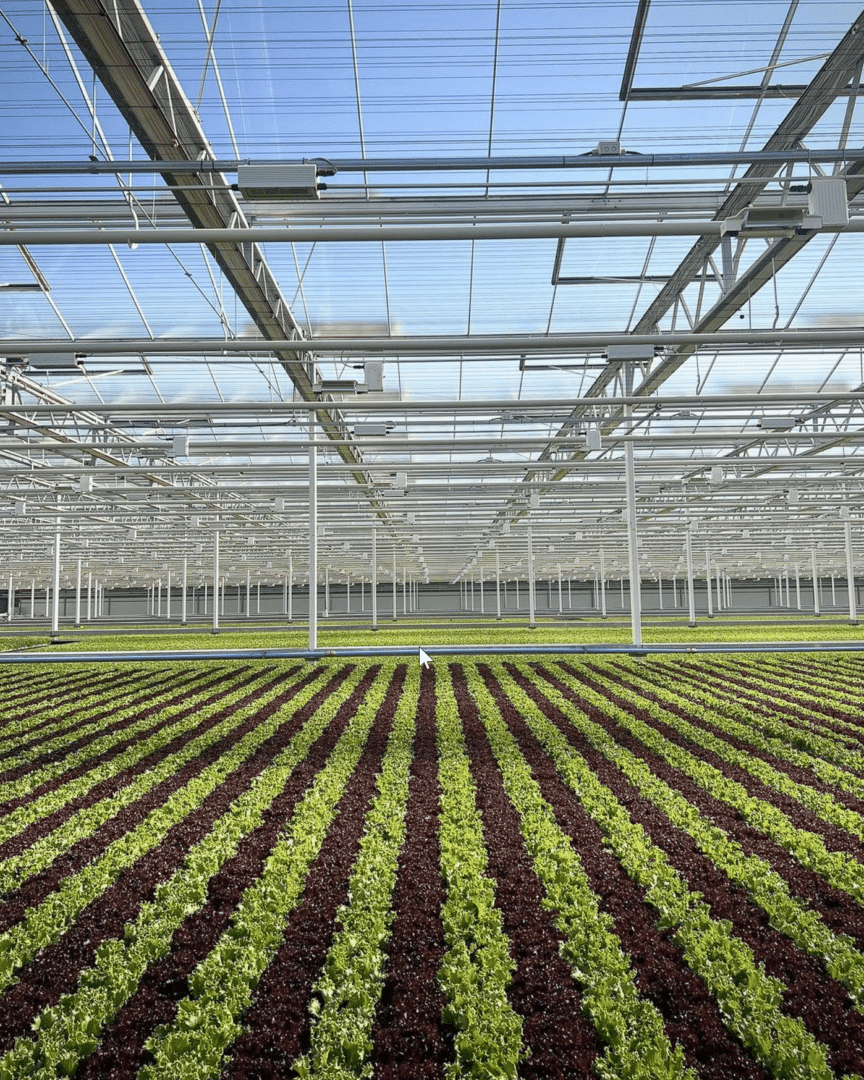 Solar-Powered Compressors Empower Automated Lettuce Production